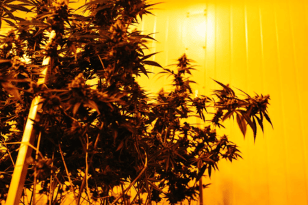 Marijuana Proposal: License Felons, Waste Money